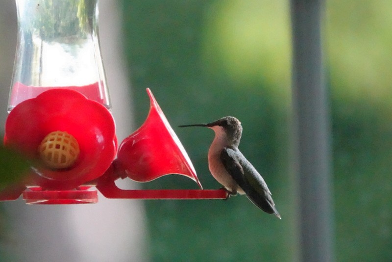 Ruby-throated Hummingbird - ML641198257