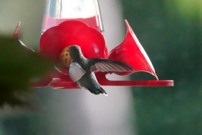Ruby-throated Hummingbird - ML641198305