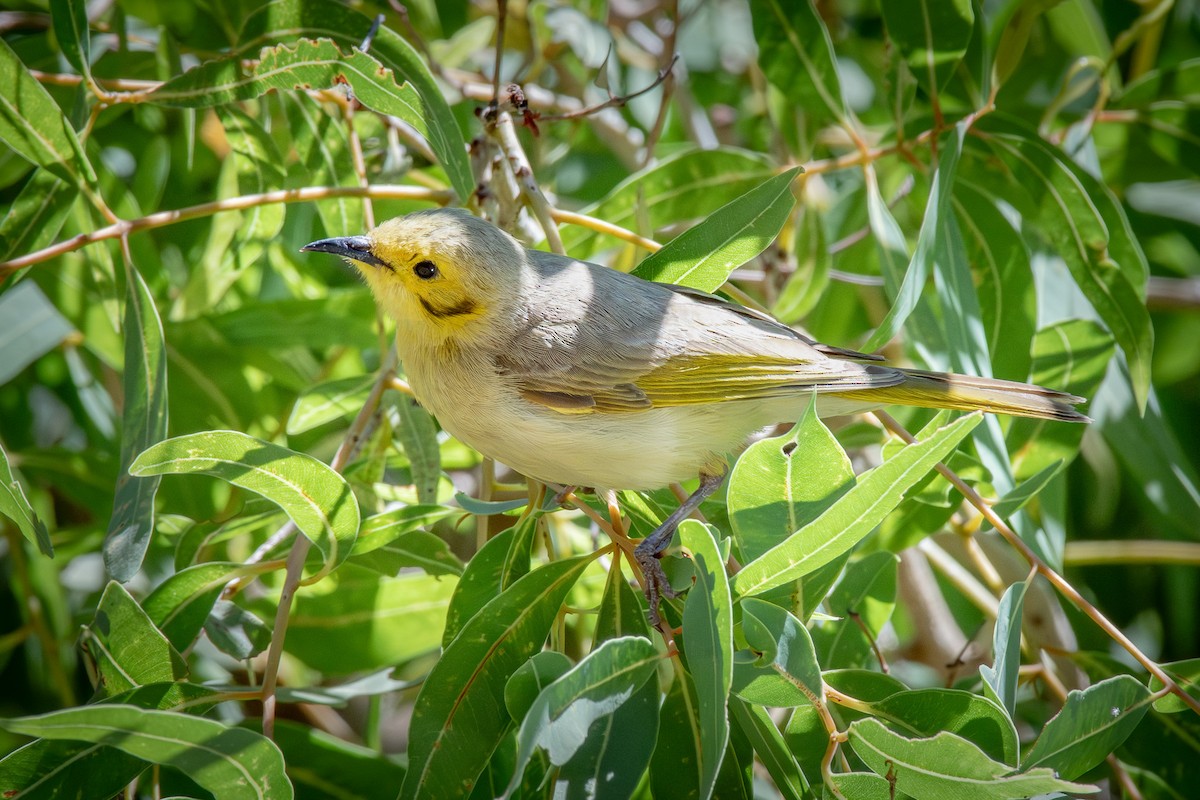 Yellow-tinted Honeyeater - ML641198334