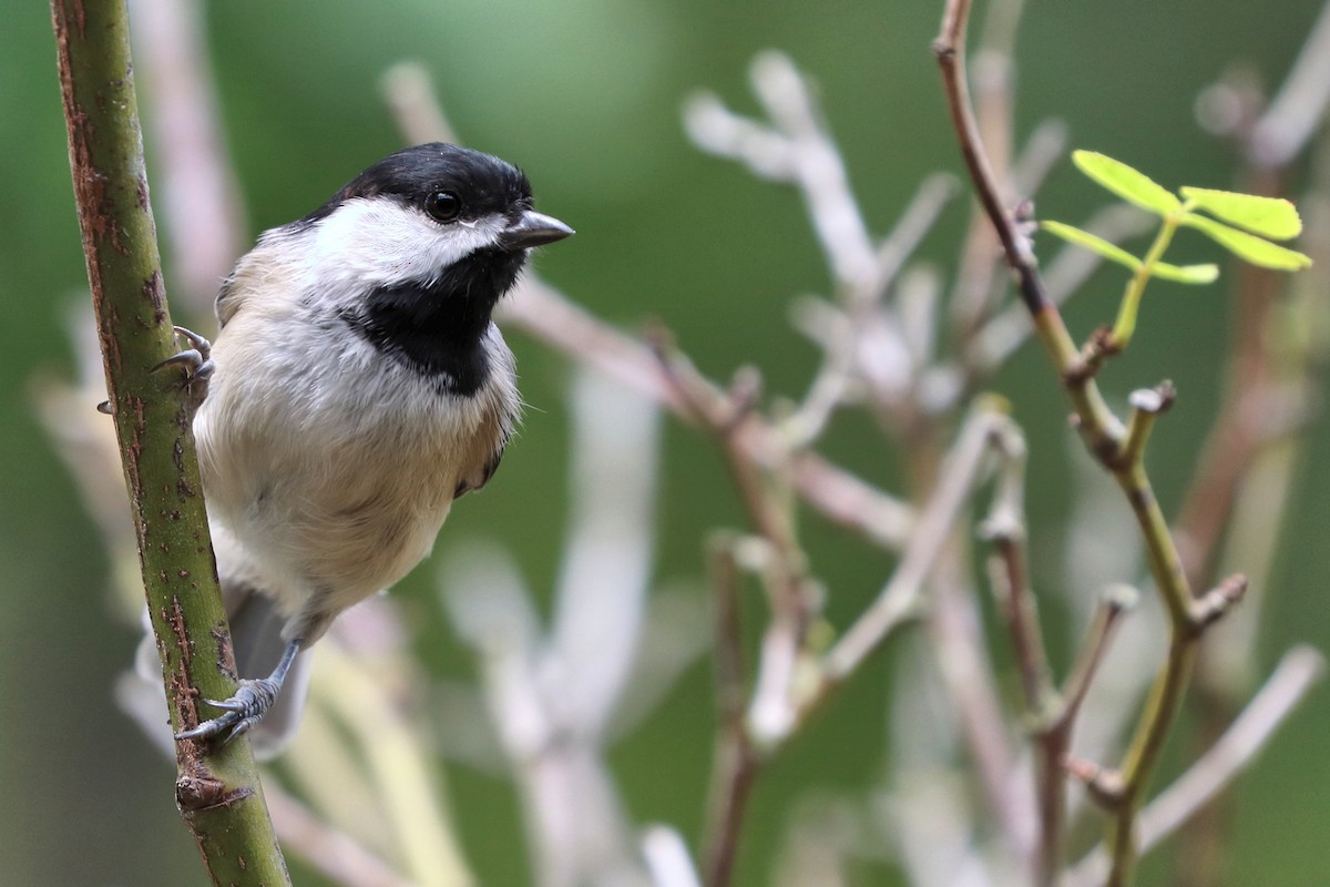 Carolina Chickadee - ML641198338