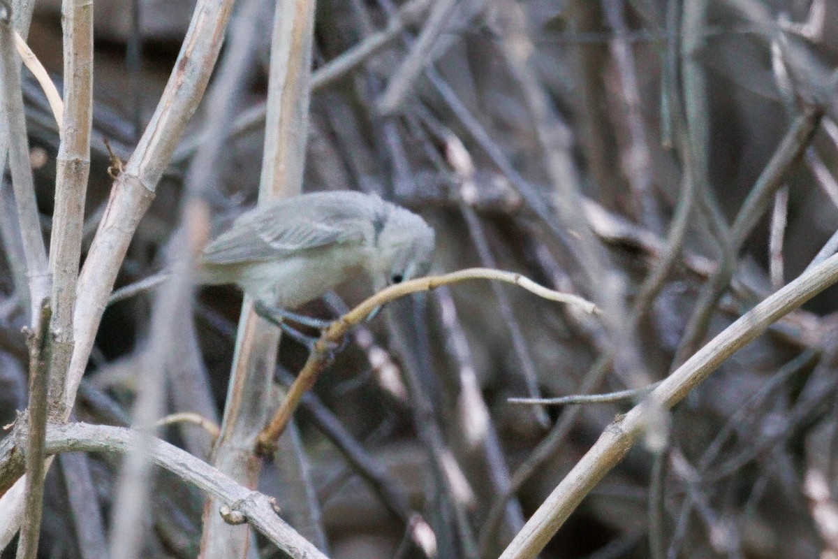 Lucy's Warbler - ML641198388