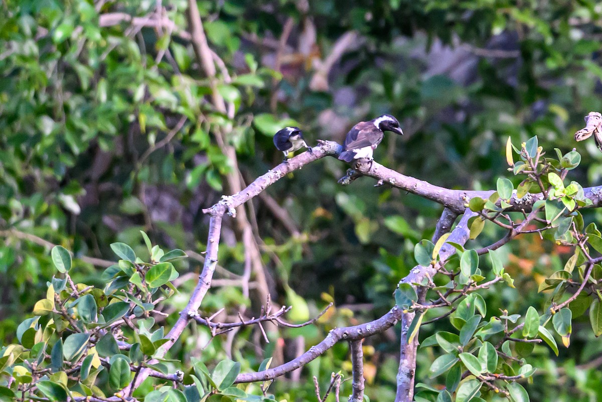 White-eared Barbet - ML641198404