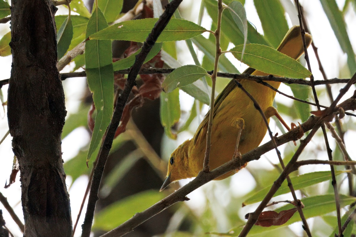 Northern Yellow Warbler - ML641198413