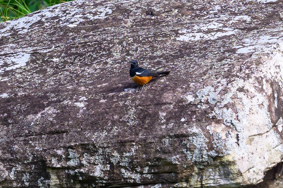 Mocking Cliff-Chat - ML641198423