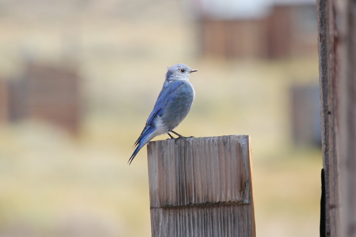 Mountain Bluebird - ML641198445