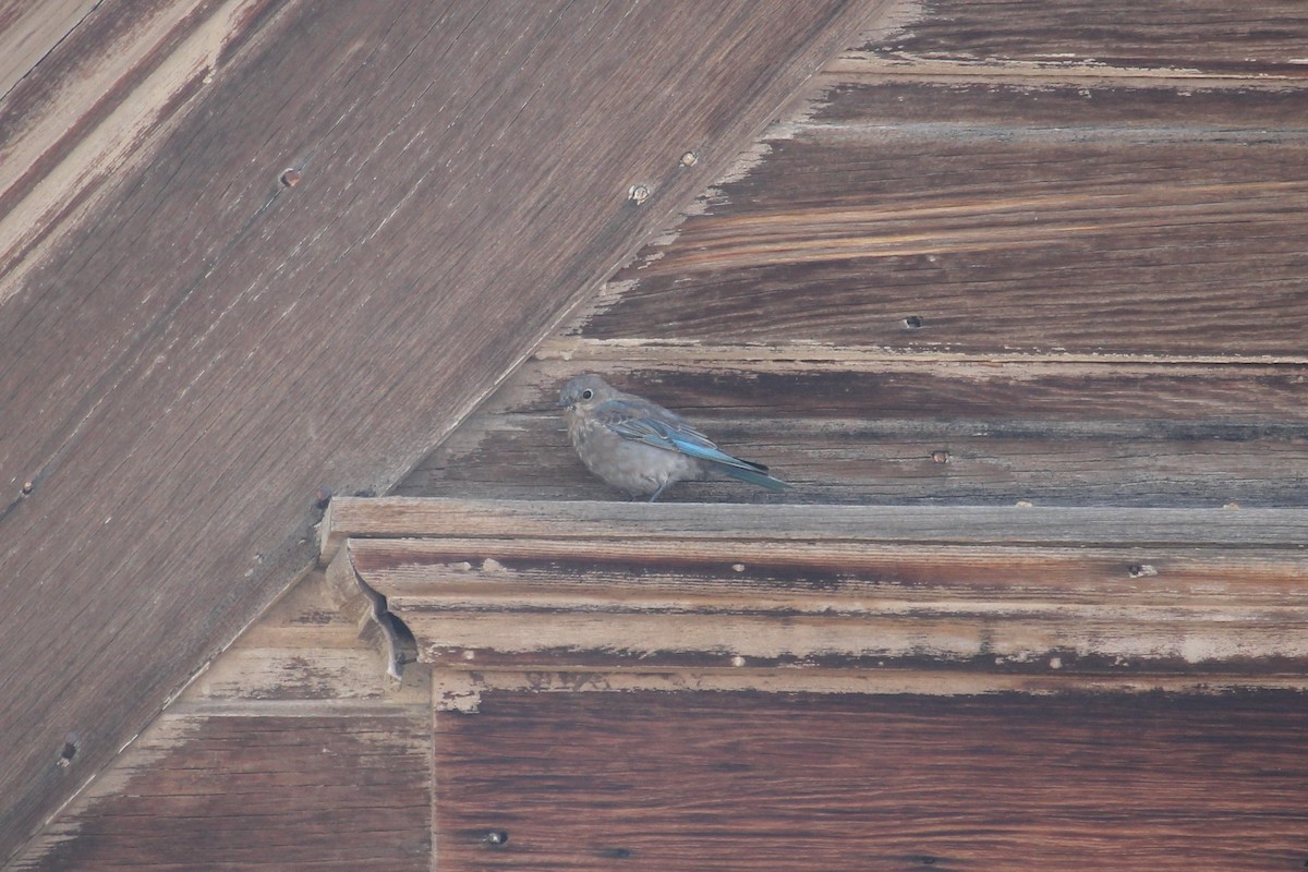 Mountain Bluebird - ML641198447