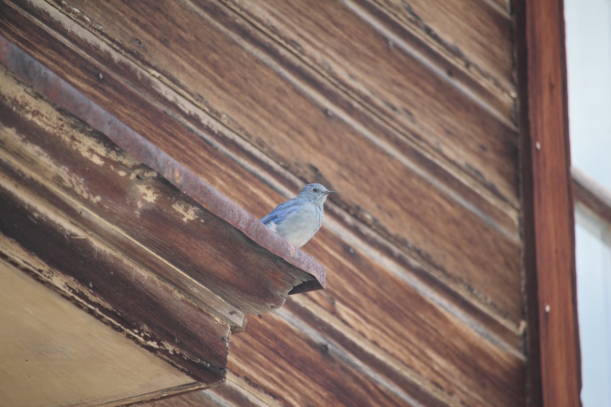 Mountain Bluebird - ML641198449