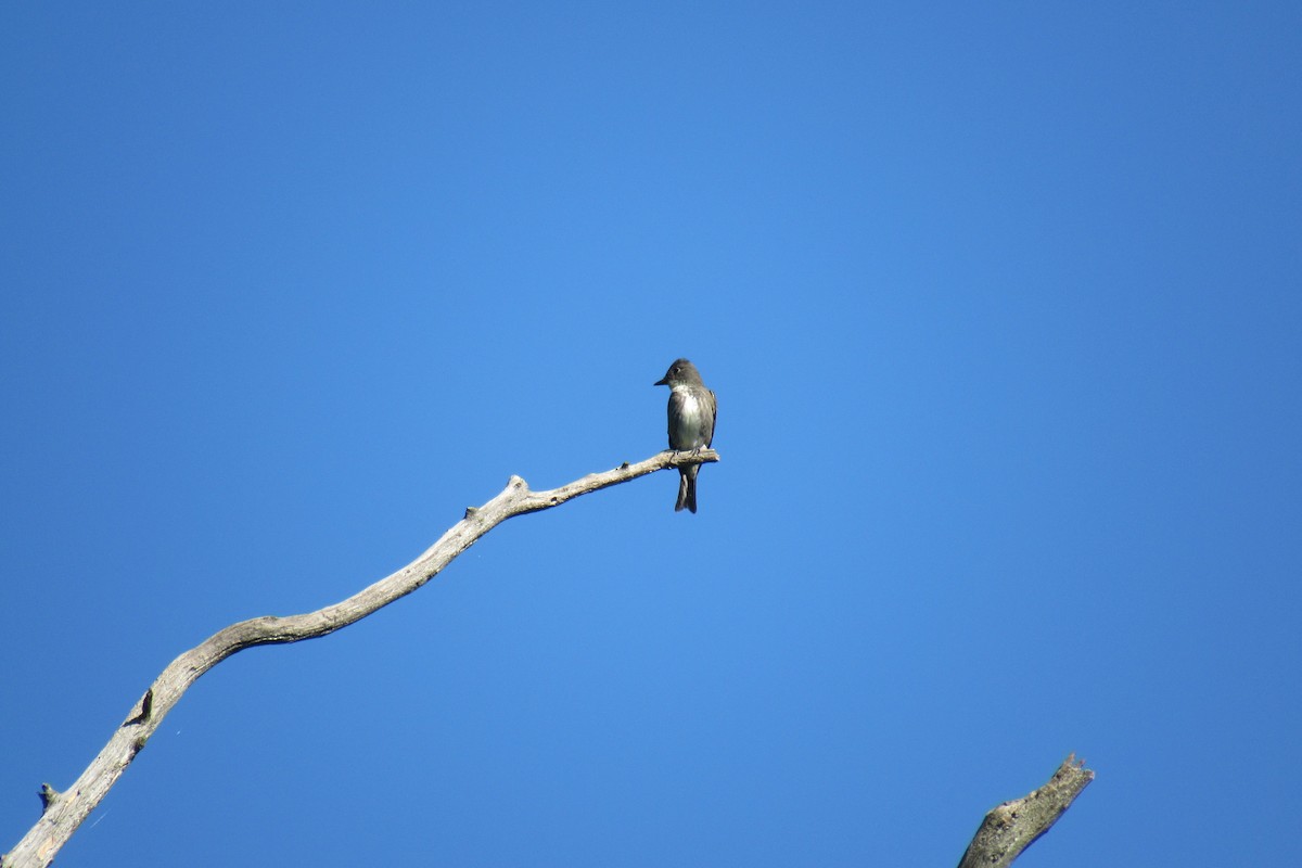 Olive-sided Flycatcher - ML641198450