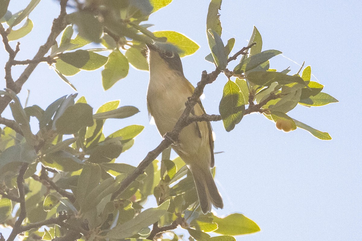 Black-capped Vireo - ML641198464