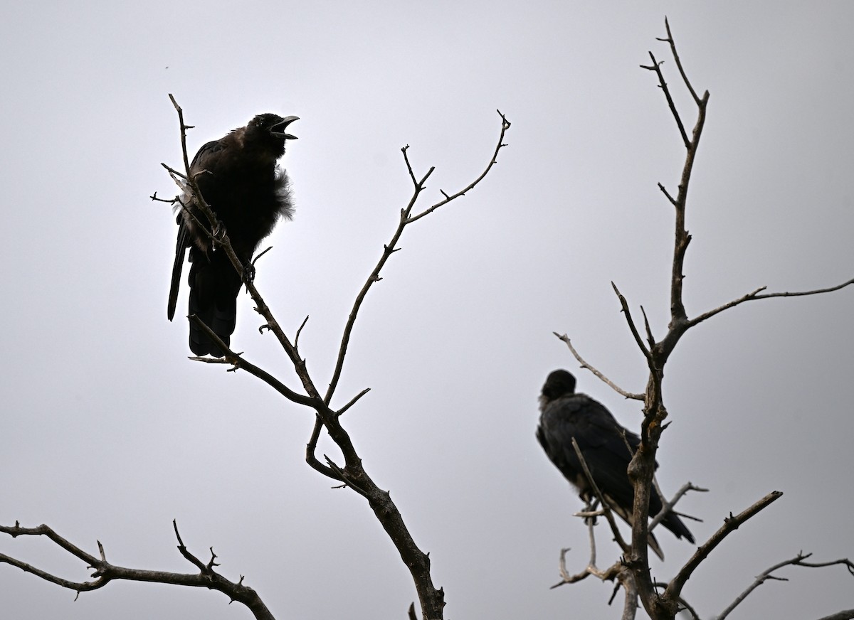 Common Raven - ML641198469