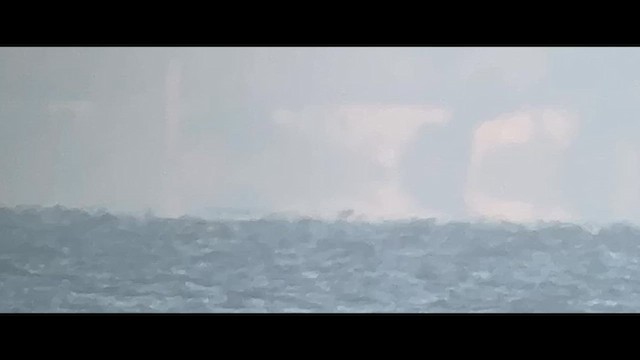 Sooty Shearwater - ML641198497