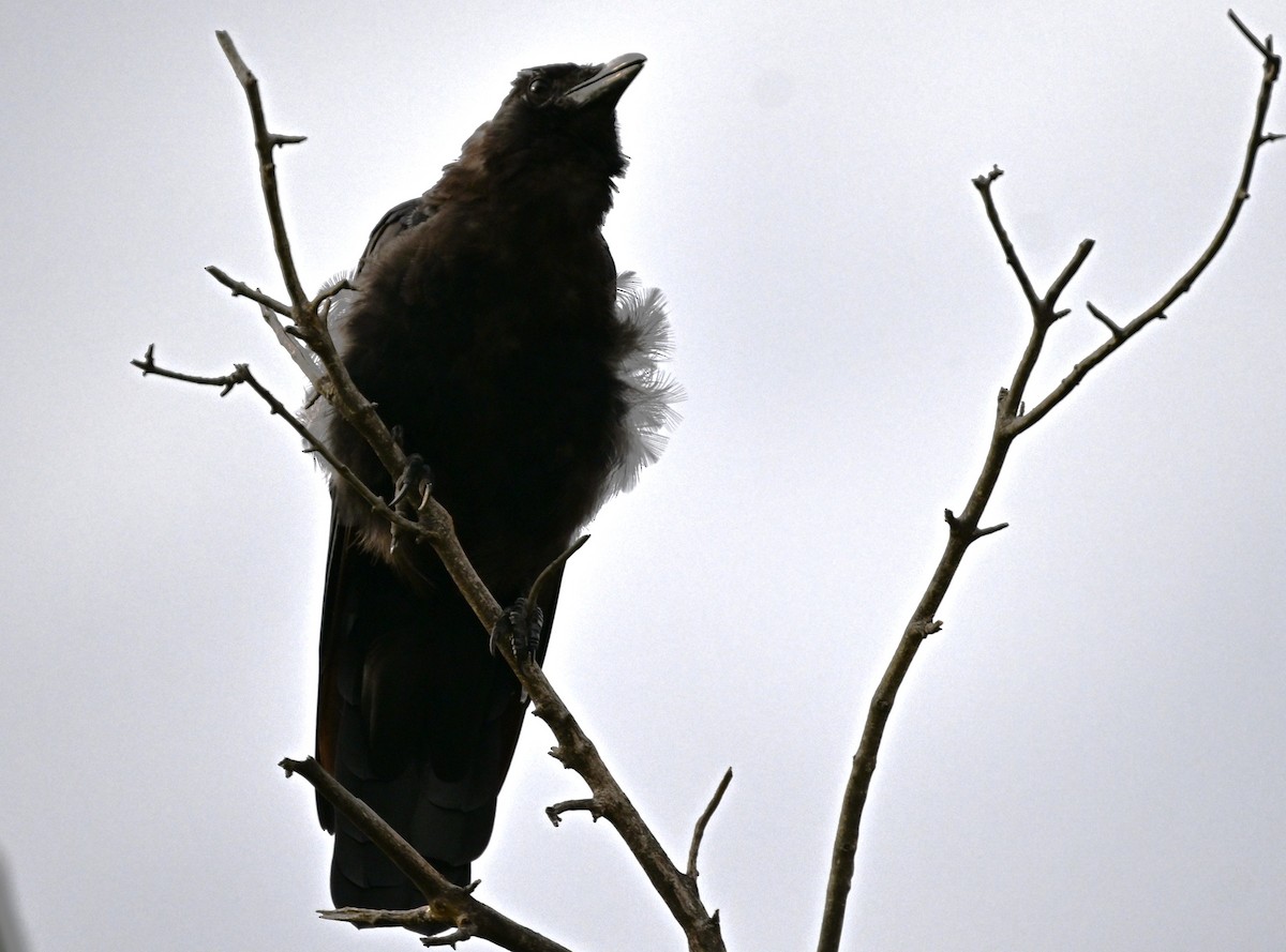 Common Raven - ML641198508