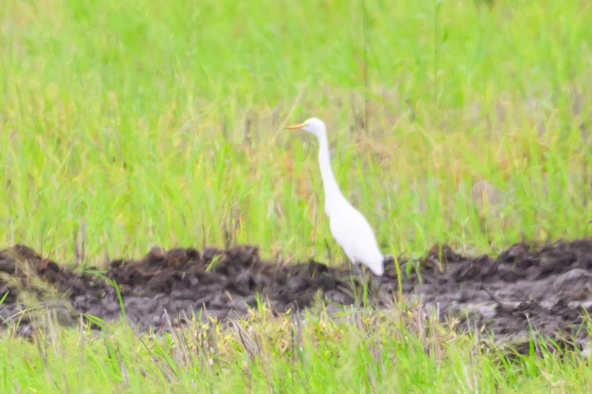 Yellow-billed Egret - ML641198517