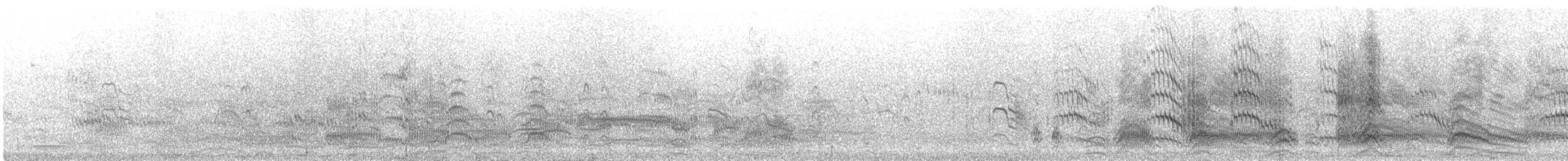 Sterne pierregarin - ML641198565