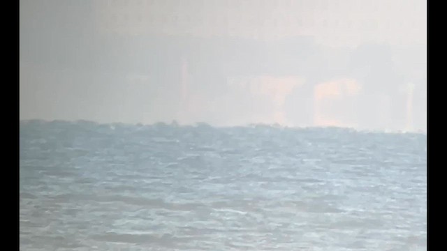 Sooty Shearwater - ML641198596