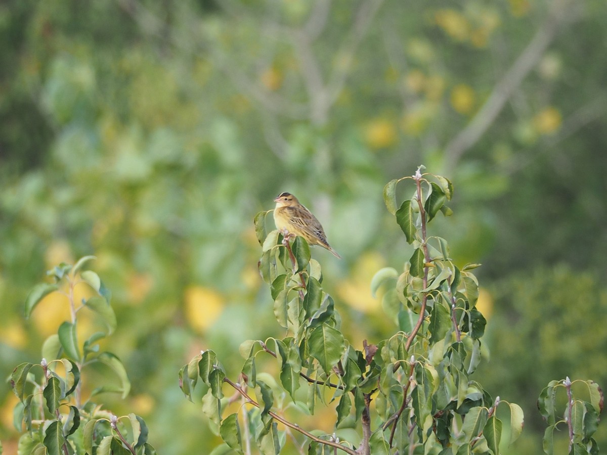 Bobolink - ML641198606