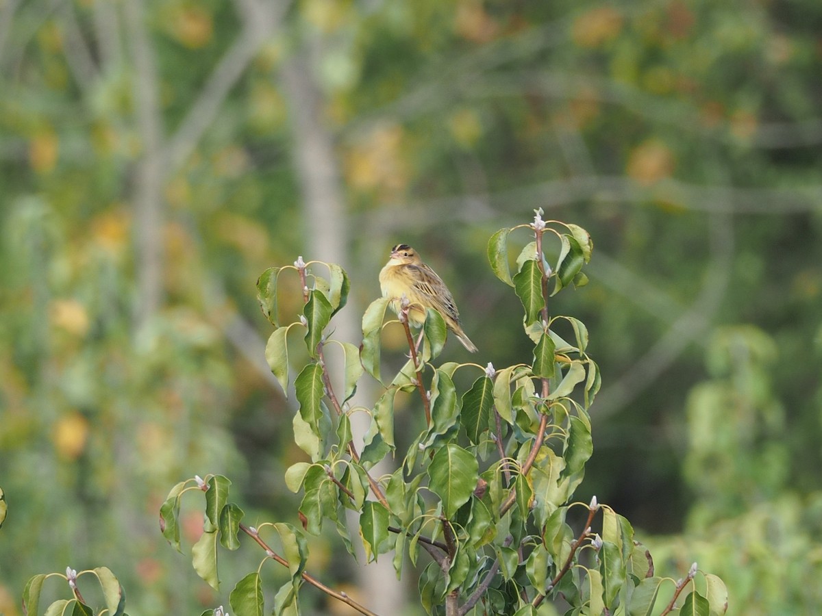 Bobolink - ML641198607