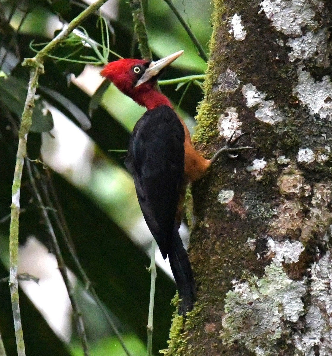 Red-necked Woodpecker - ML641198613