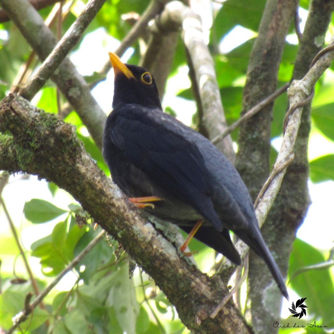 Yellow-legged Thrush - ML641198625