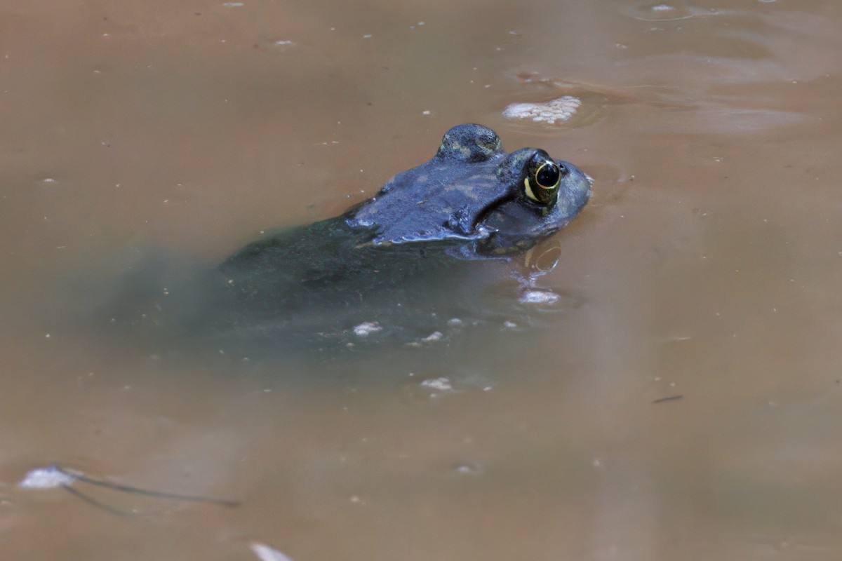 Rana toro americana - ML641198629