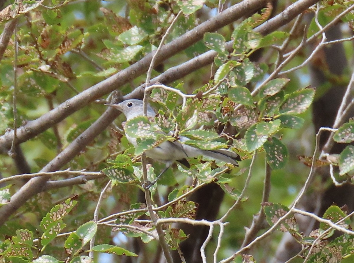 Blue-gray Gnatcatcher - ML641198633