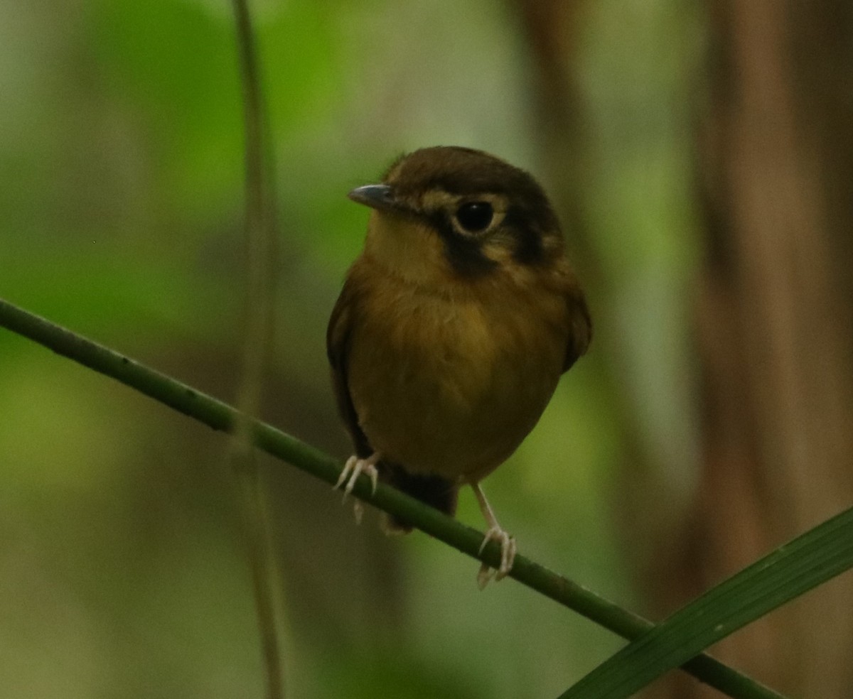 White-throated Spadebill - ML641198639