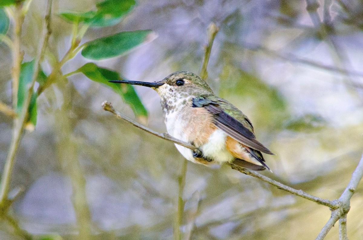 Allen's Hummingbird - ML641198643