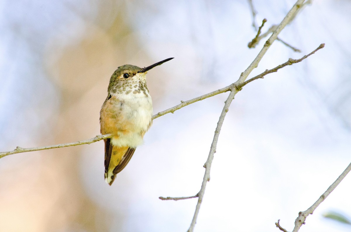 Allen's Hummingbird - ML641198644
