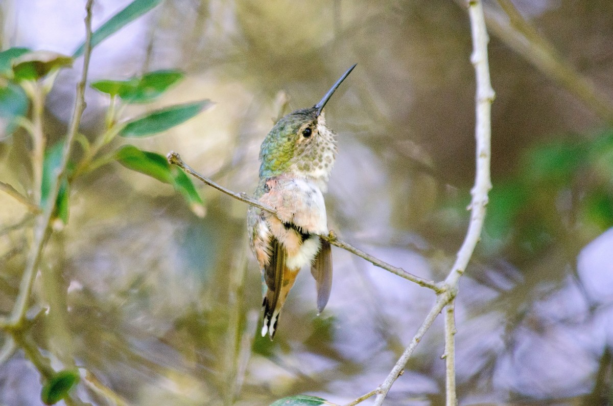 Allen's Hummingbird - ML641198645