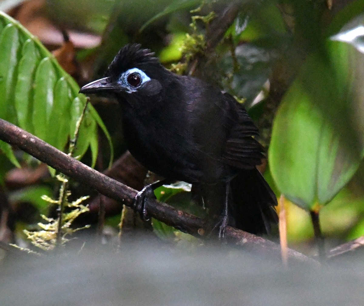 Sooty Antbird - ML641198657