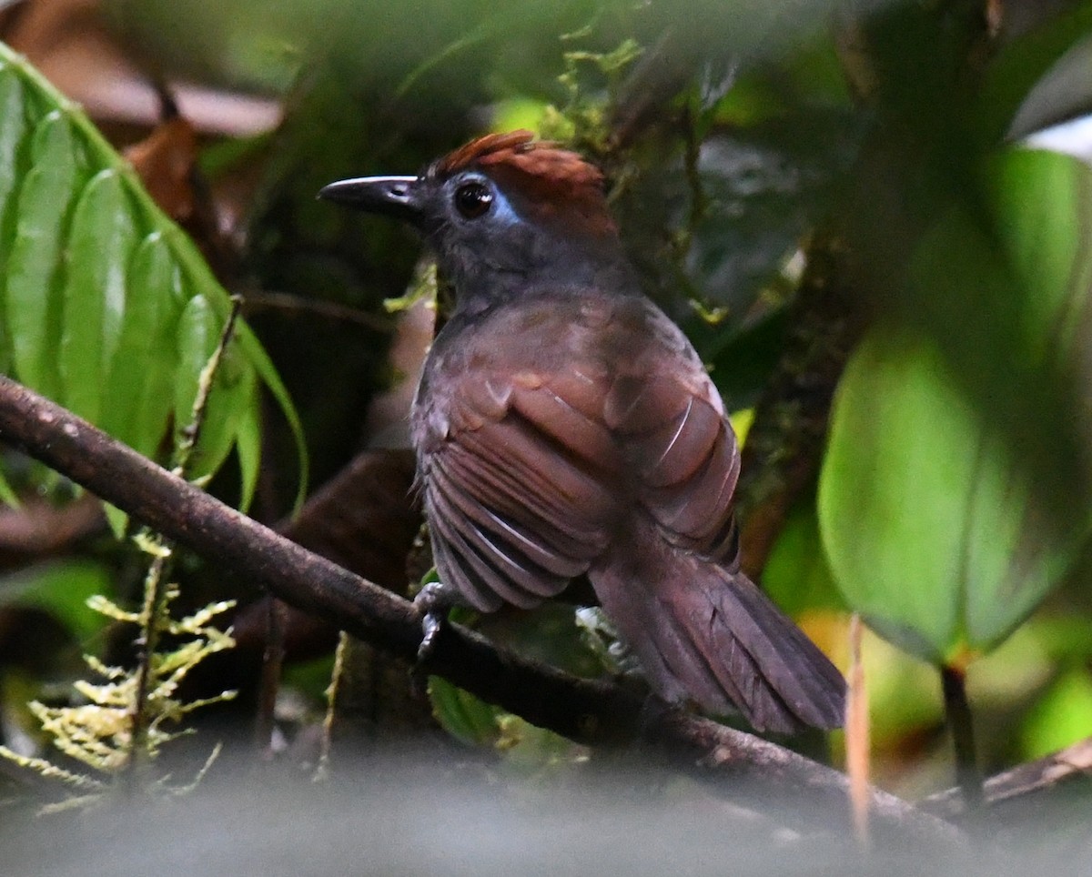 Sooty Antbird - ML641198658