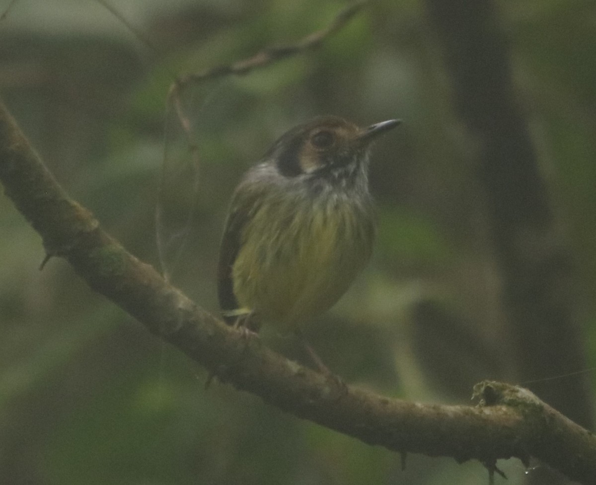 Eared Pygmy-Tyrant - ML641198765