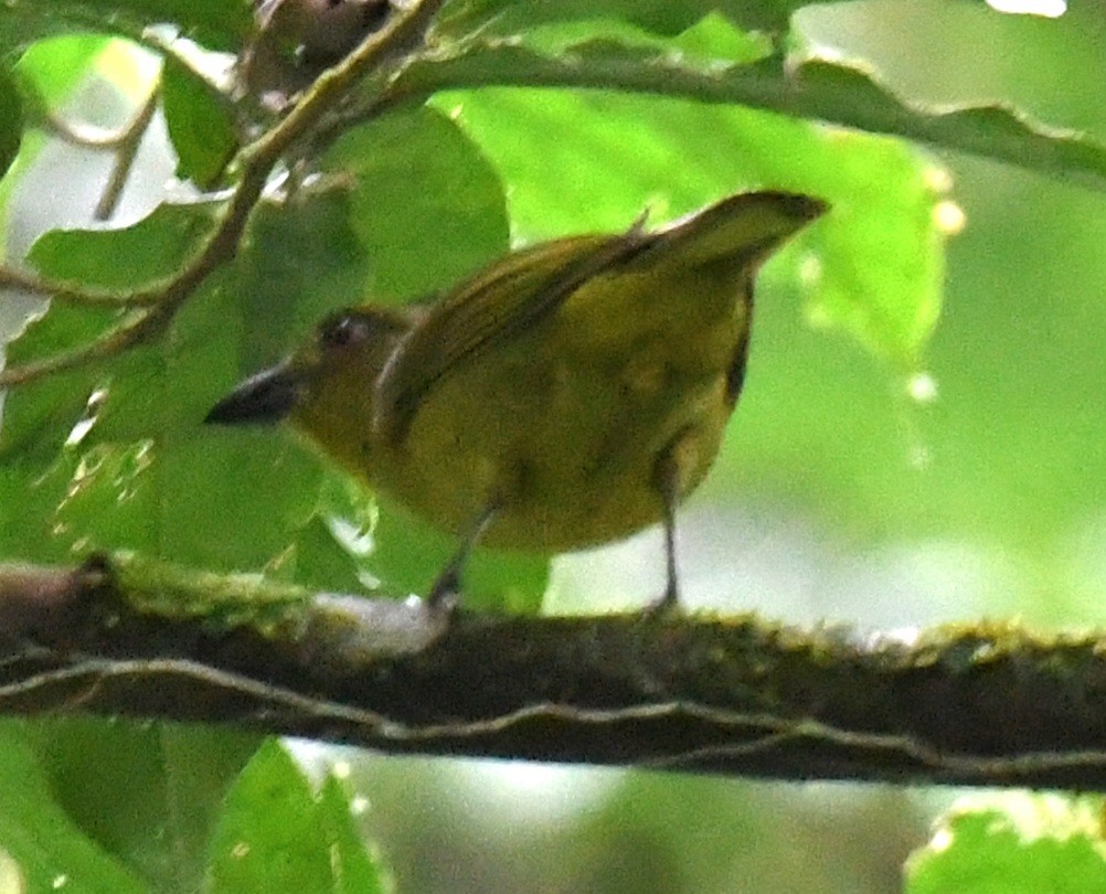 Yellow-lored Tanager - ML641198766