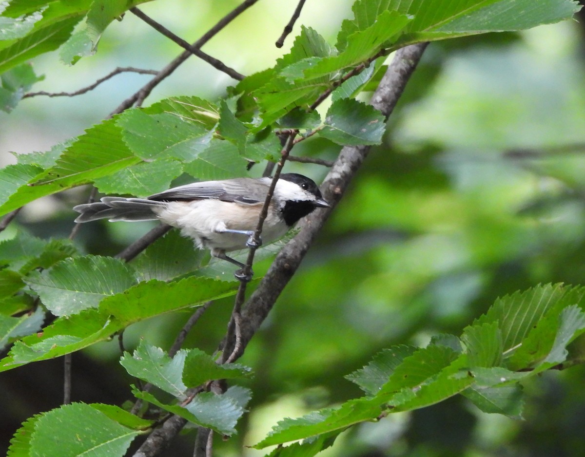 Carolina Chickadee - ML641198822