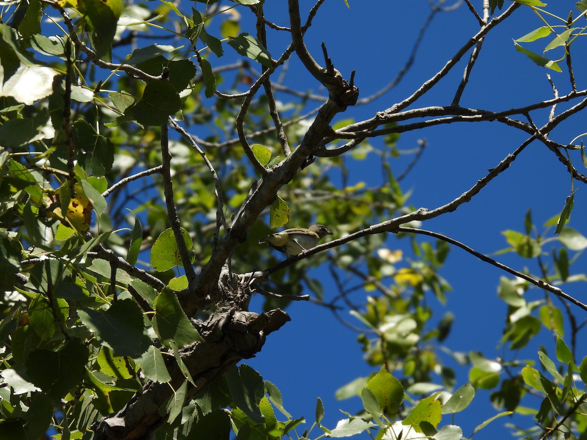 vireo sp. - ML641198879
