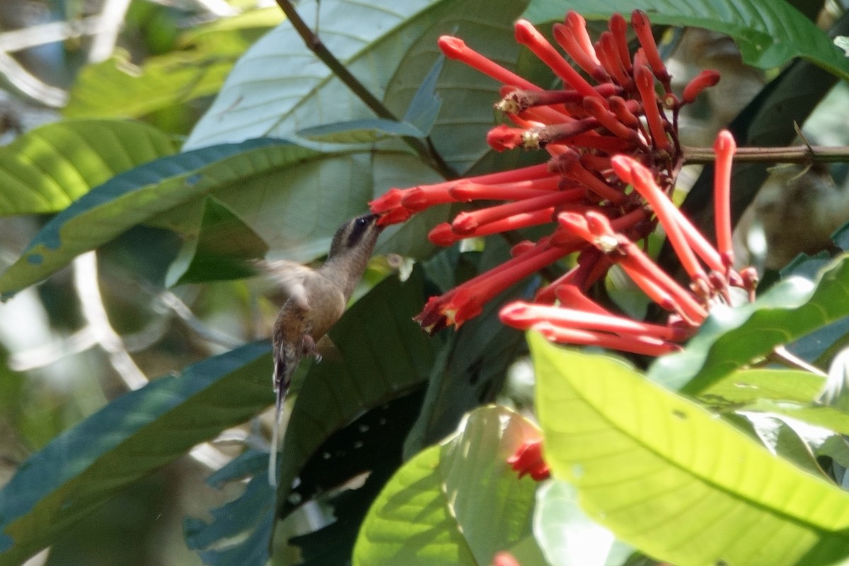 Long-tailed Hermit - ML641198897