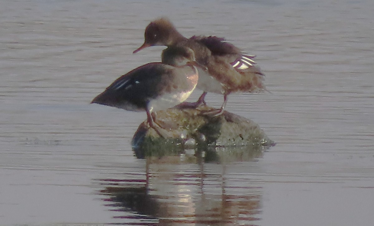 Hooded Merganser - ML641198955