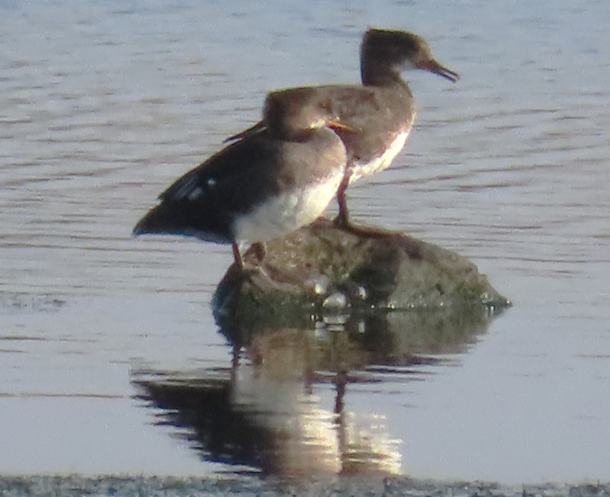 Hooded Merganser - ML641198956