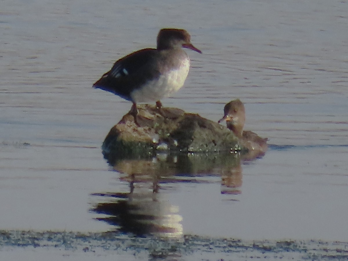 Hooded Merganser - ML641198957