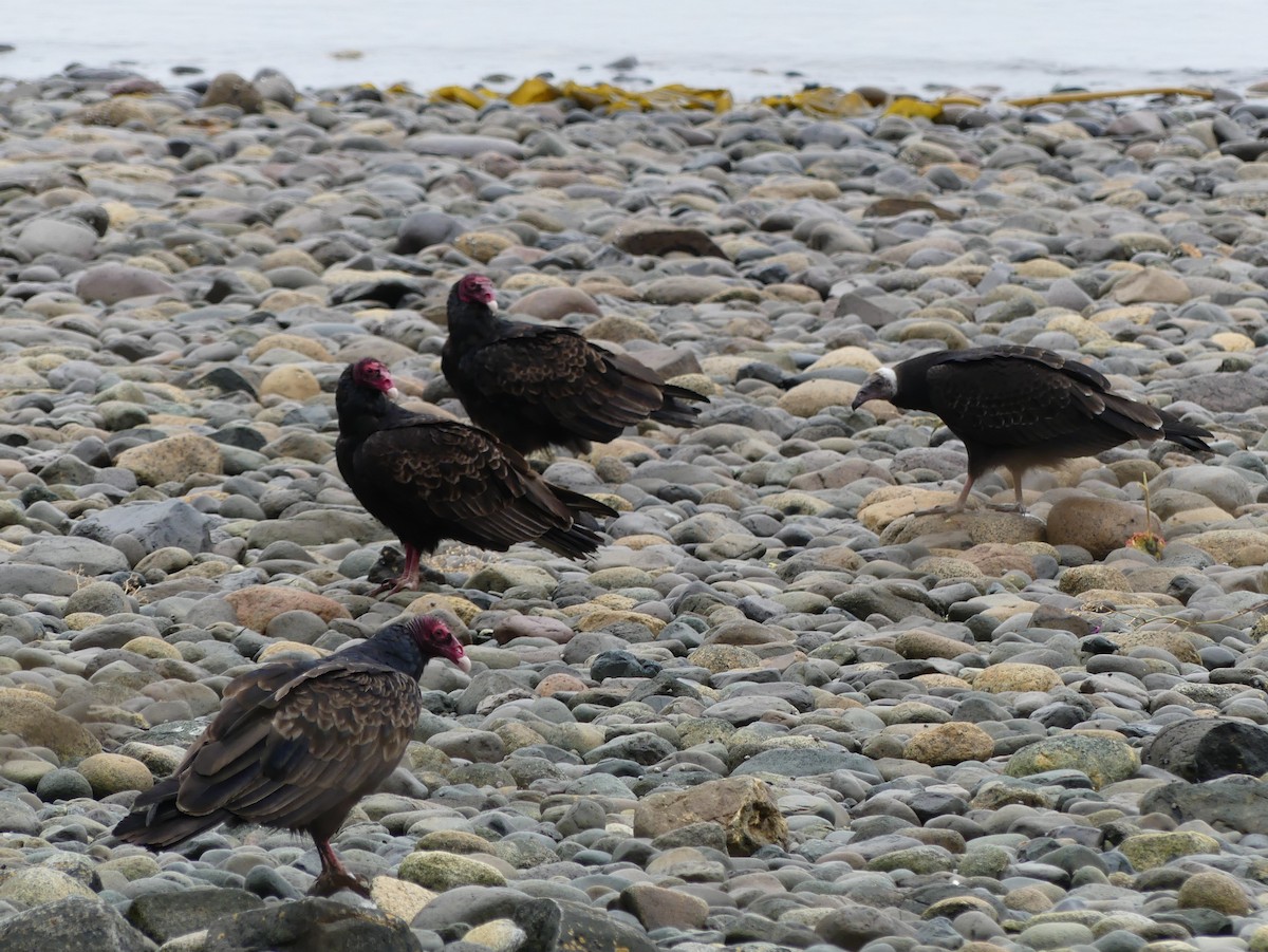 Turkey Vulture - ML641198958