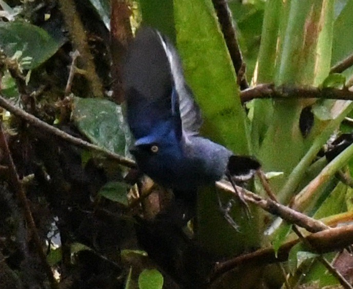 Deep-blue Flowerpiercer - ML641198961