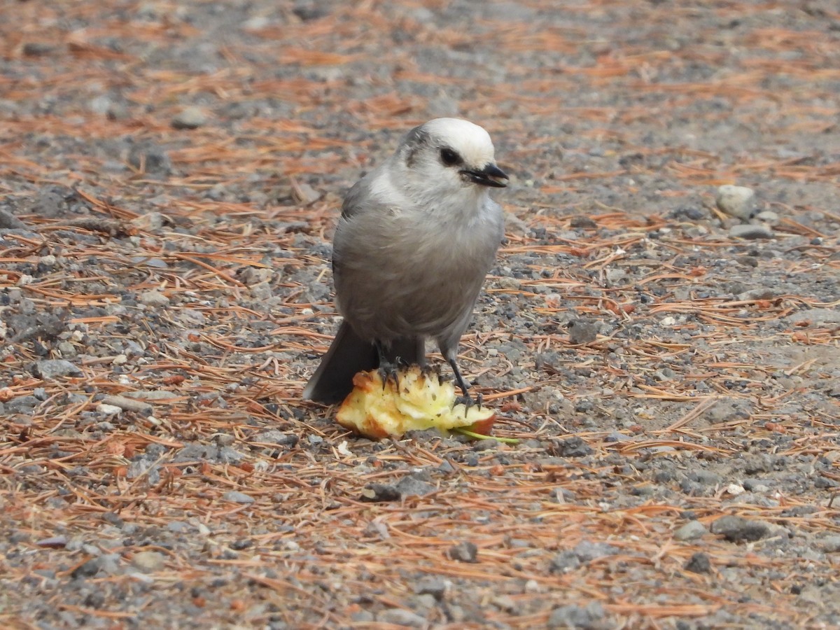 Canada Jay - ML641198964