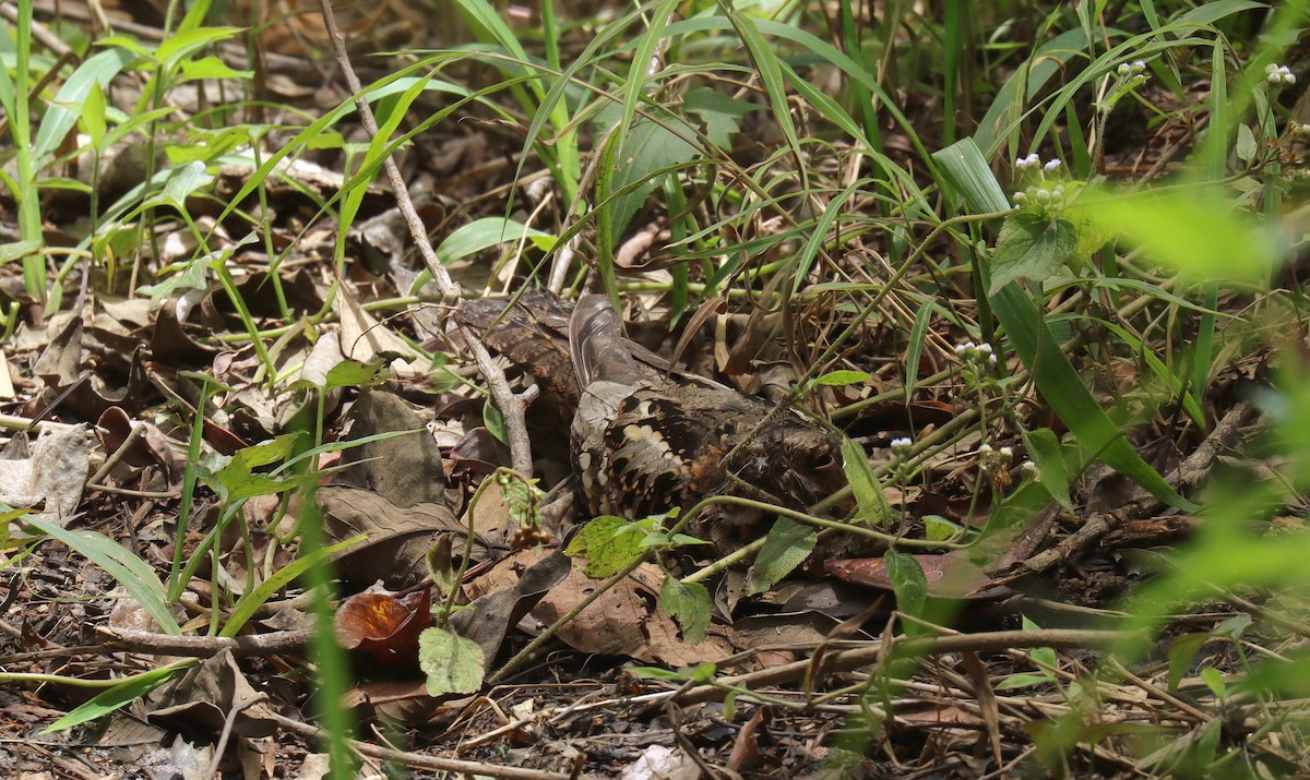 Philippine Nightjar - ML641198983