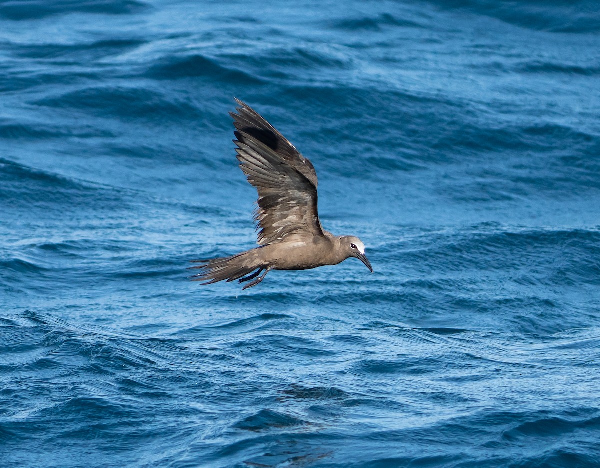 Brown Noddy - ML641198984