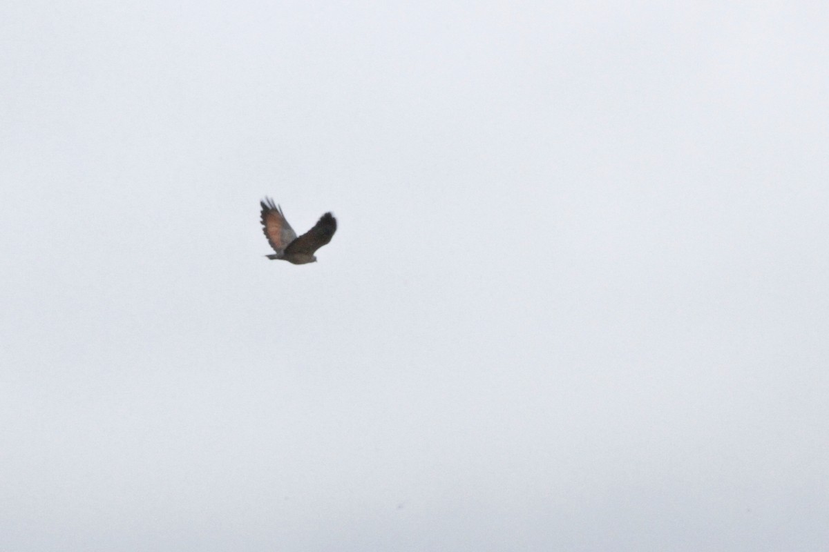 Rufous Crab Hawk - ML641199033