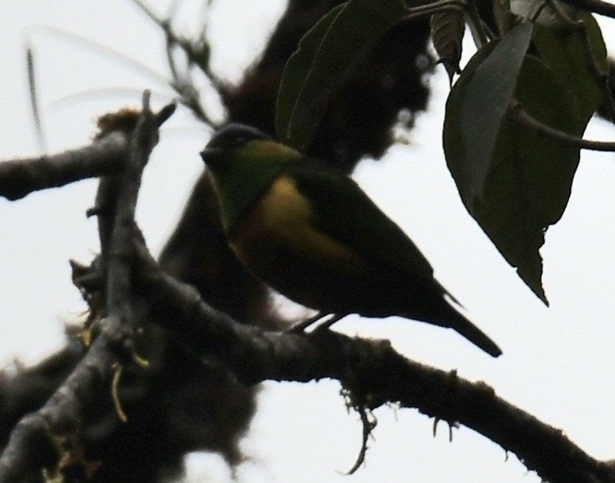 Chestnut-breasted Chlorophonia - ML641199046