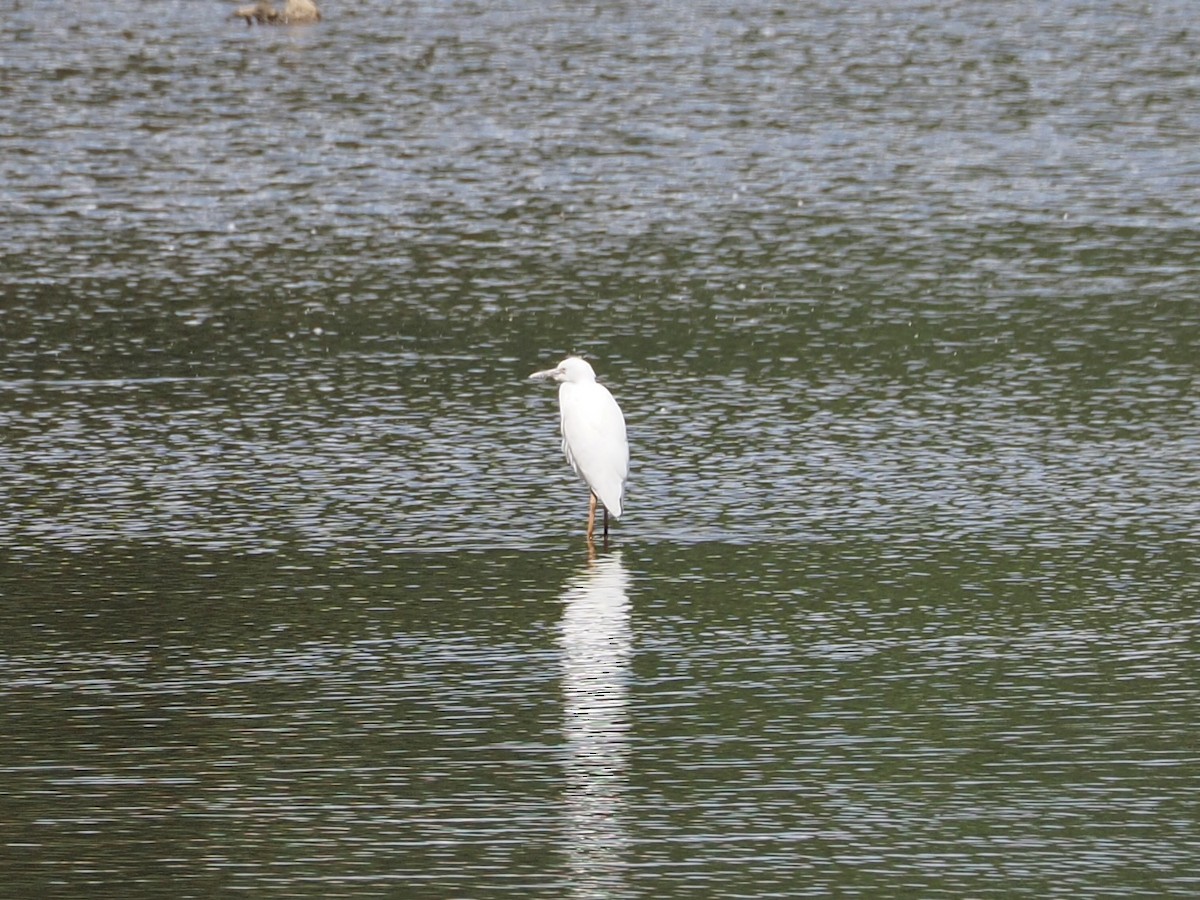 Little Blue Heron - ML641199048