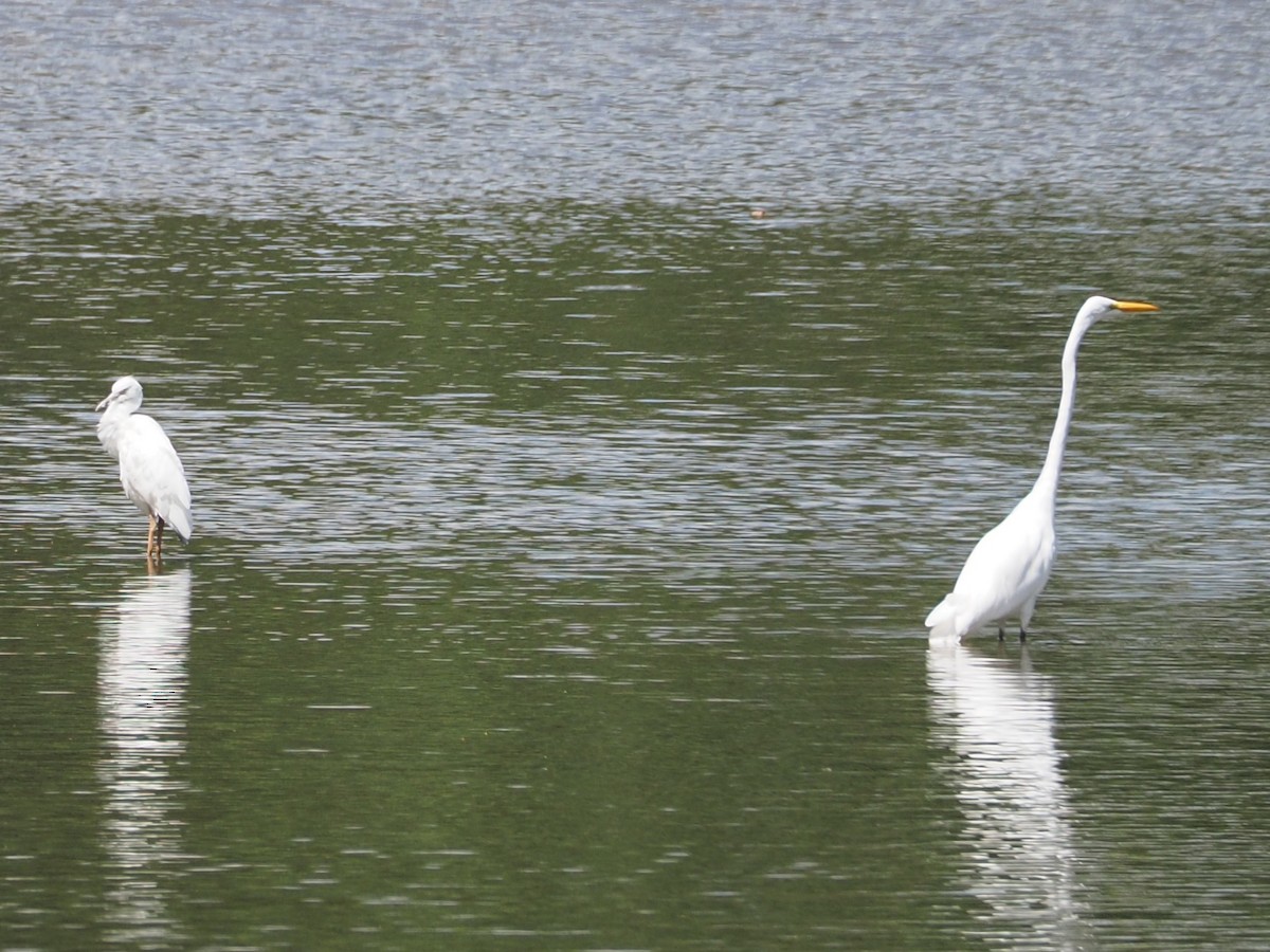 Little Blue Heron - ML641199054