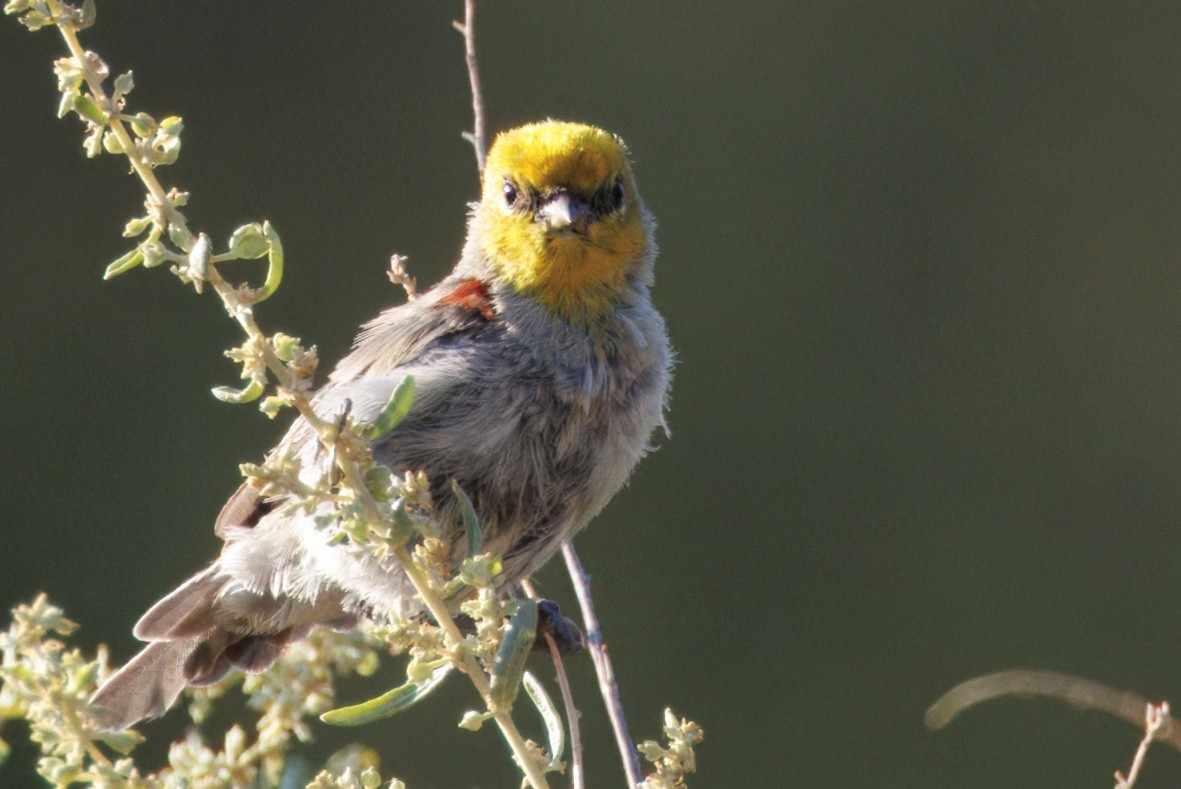 Verdin - ML641199116