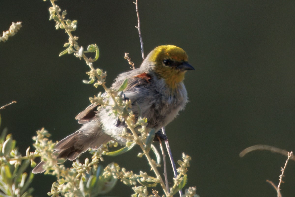 Verdin - ML641199117